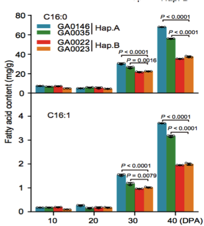 圖10 在棉花生長(zhǎng)發(fā)育過(guò)程中C16:0和C16:1脂肪酸含量分析（Hap. A和Hap. B）