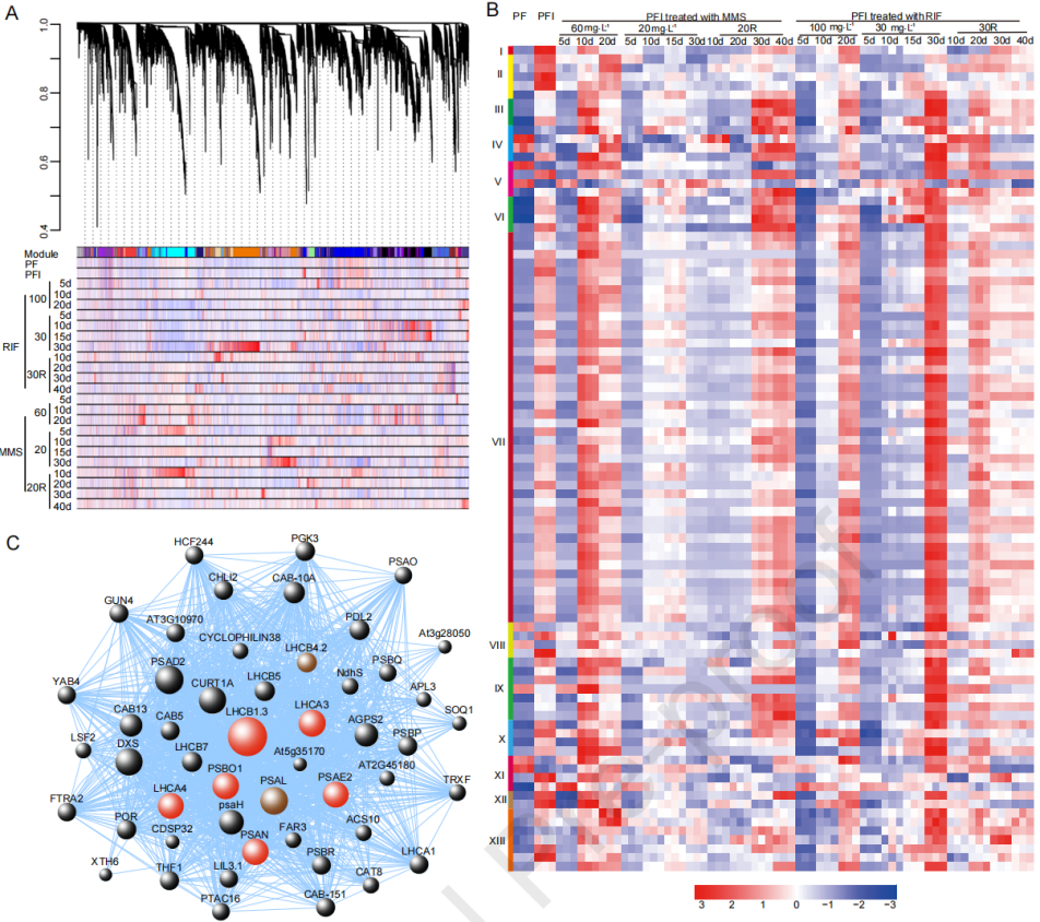 圖4 ?PaWB病相關(guān)的基因共表達(dá)網(wǎng)絡(luò)分析