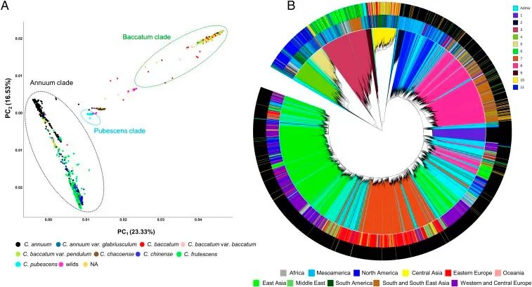 全球辣椒多樣性