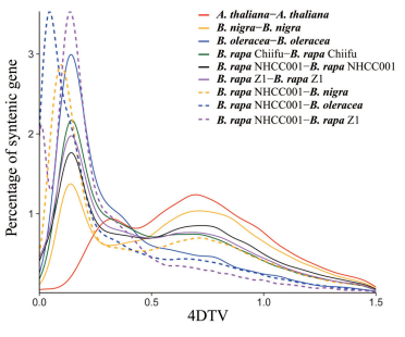 小白菜全基因組復(fù)制事件