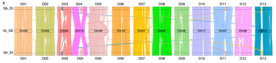 陸地棉和海島棉D(zhuǎn)亞基因組與雷蒙德氏棉（DD型）基因組共線性分析