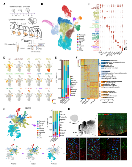 人類發(fā)育中的下丘腦細胞類型的分子表達譜
