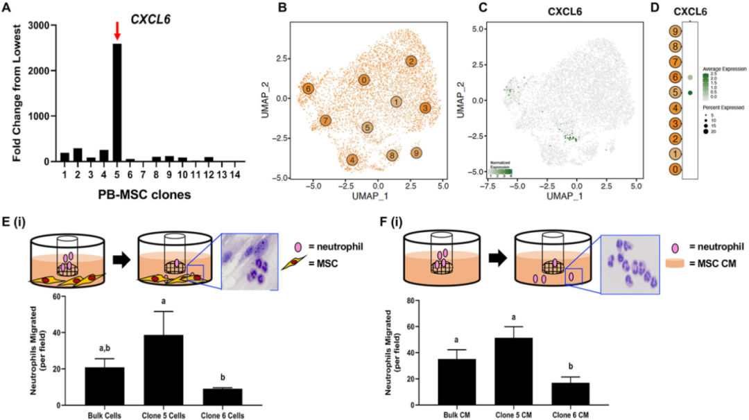 圖6外周血（PB）來源的間充質基質細胞（MSCs）來源內的異質性轉化為不同的化學吸引能力