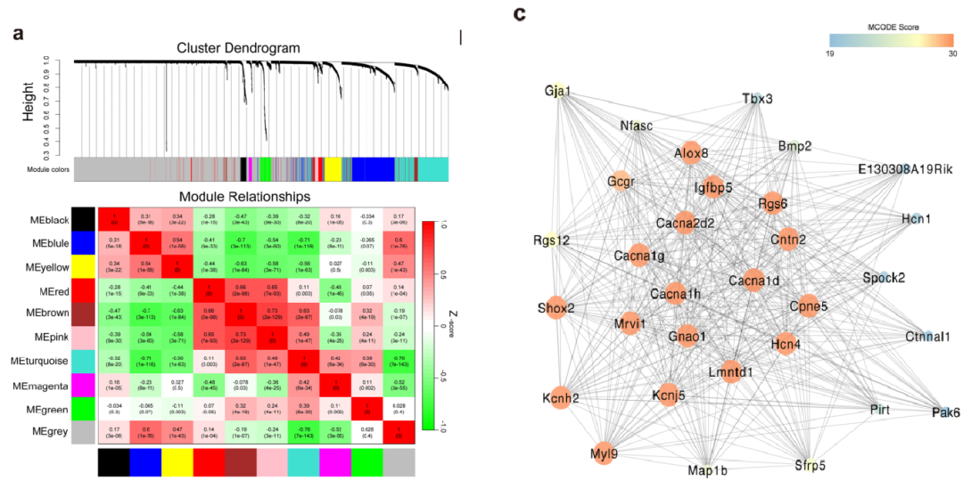 圖8?利用WGCNA分析小鼠竇房結(jié)細胞基因共表達調(diào)控網(wǎng)絡(luò)[14]