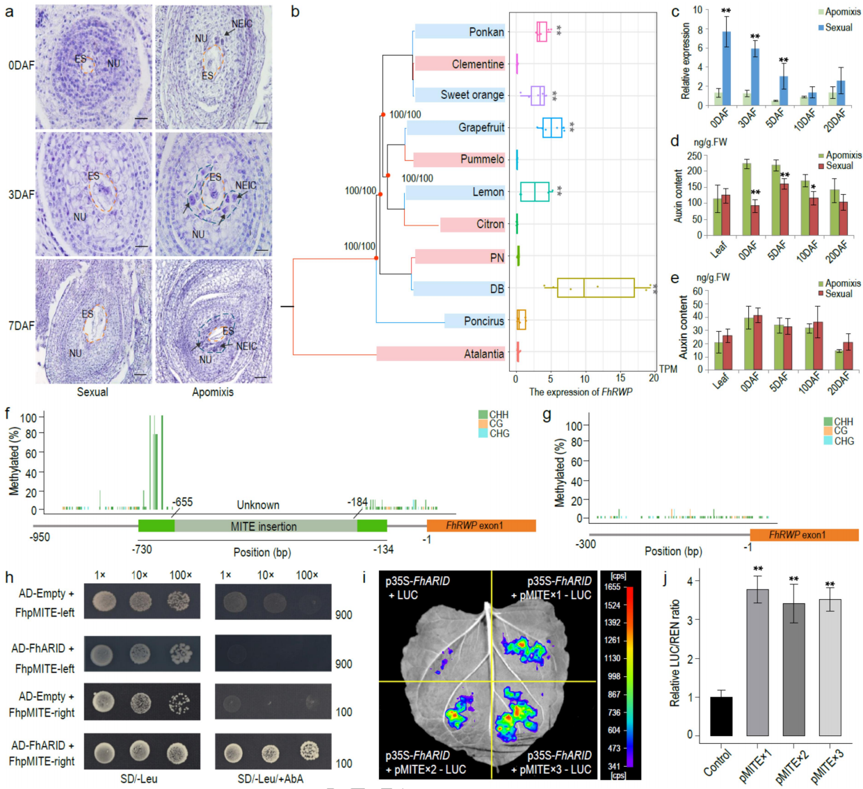 圖6 無融合生殖調控的分子特征