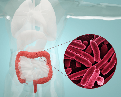 .腸道、糞便微生物