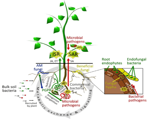 植物微生物-互作