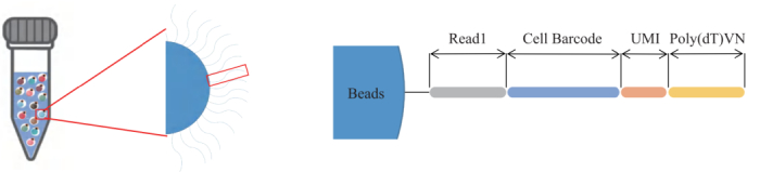 圖3：引物結(jié)構(gòu)示意圖。