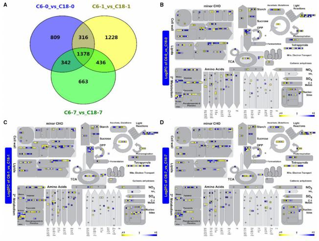冷處理后不同時間點油菜作用的代謝途徑