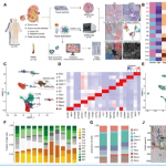 項(xiàng)目文章 | 時(shí)空多組學(xué)技術(shù)助力科學(xué)家團(tuán)隊(duì)在國(guó)際著名期刊發(fā)表最新成果