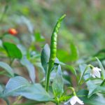 項(xiàng)目文章 | 突破性成果！辣椒基因組調(diào)控元件圖譜被系統(tǒng)繪制