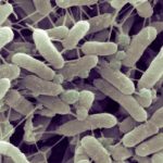 納米級(jí)塑料如何促進(jìn)抗生素耐藥性的演變