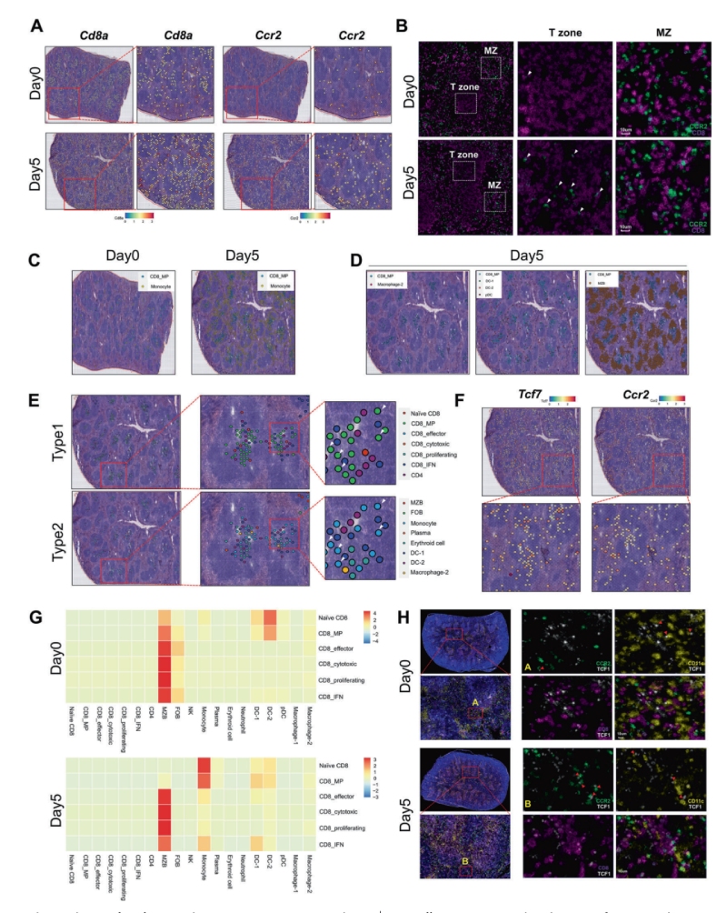 研究結(jié)果四：?jiǎn)魏思?xì)胞和CD8+ MP細(xì)胞的抗原依賴性共定位