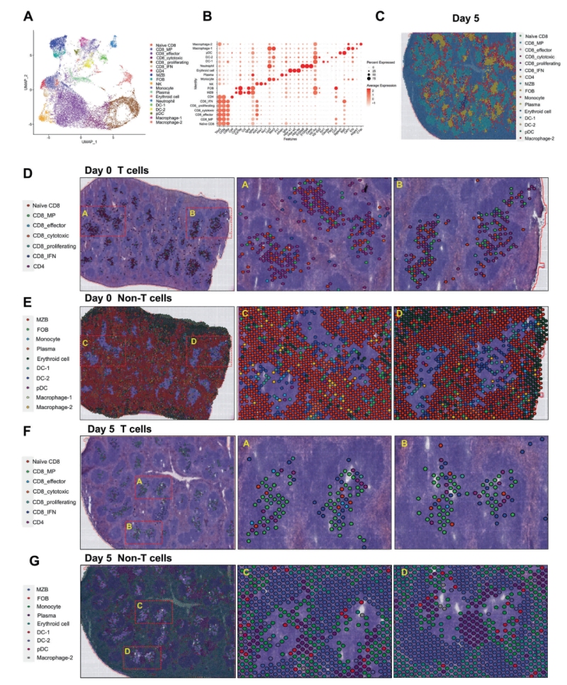 研究結(jié)果三：跨組織區(qū)域細(xì)胞亞群的鑒定和空間圖譜