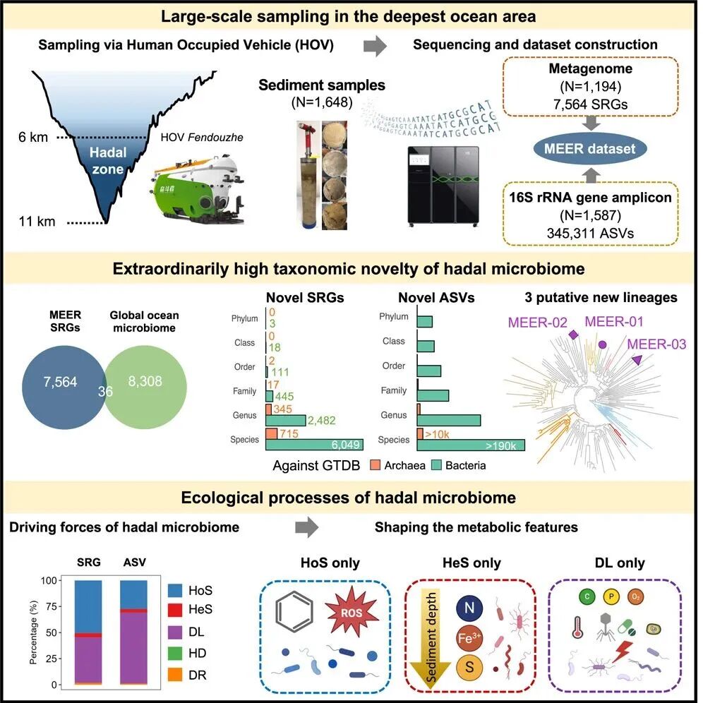 圖1.深淵微生物的超高新穎性和多樣性及其生態(tài)成因