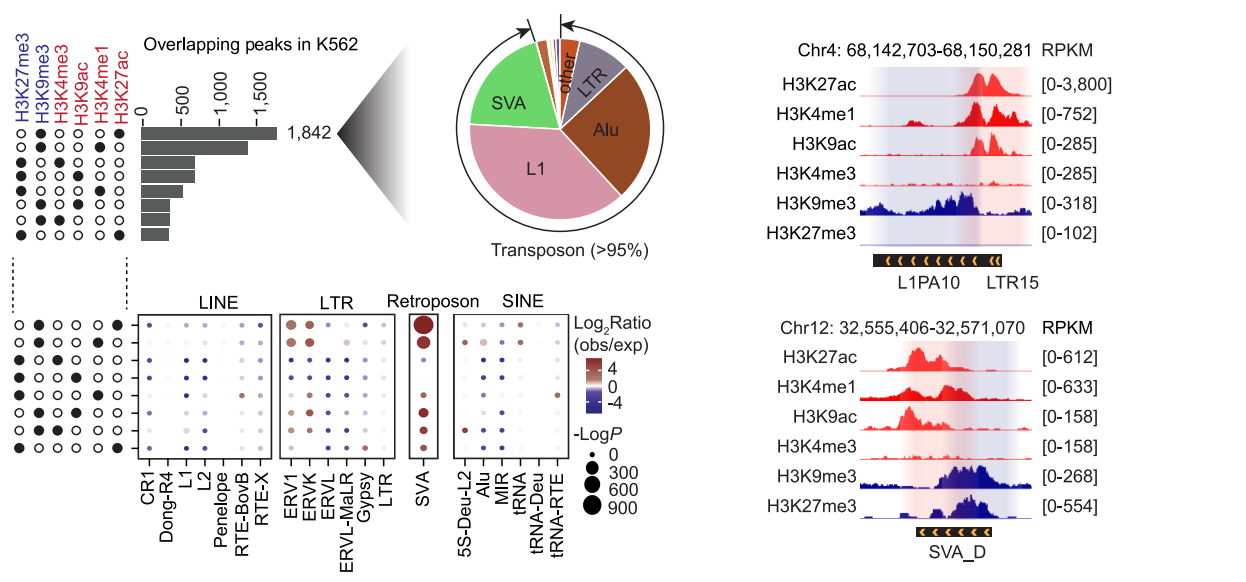 圖1. 復(fù)合轉(zhuǎn)座元件攜帶空間分離的雙重染色質(zhì)標(biāo)記