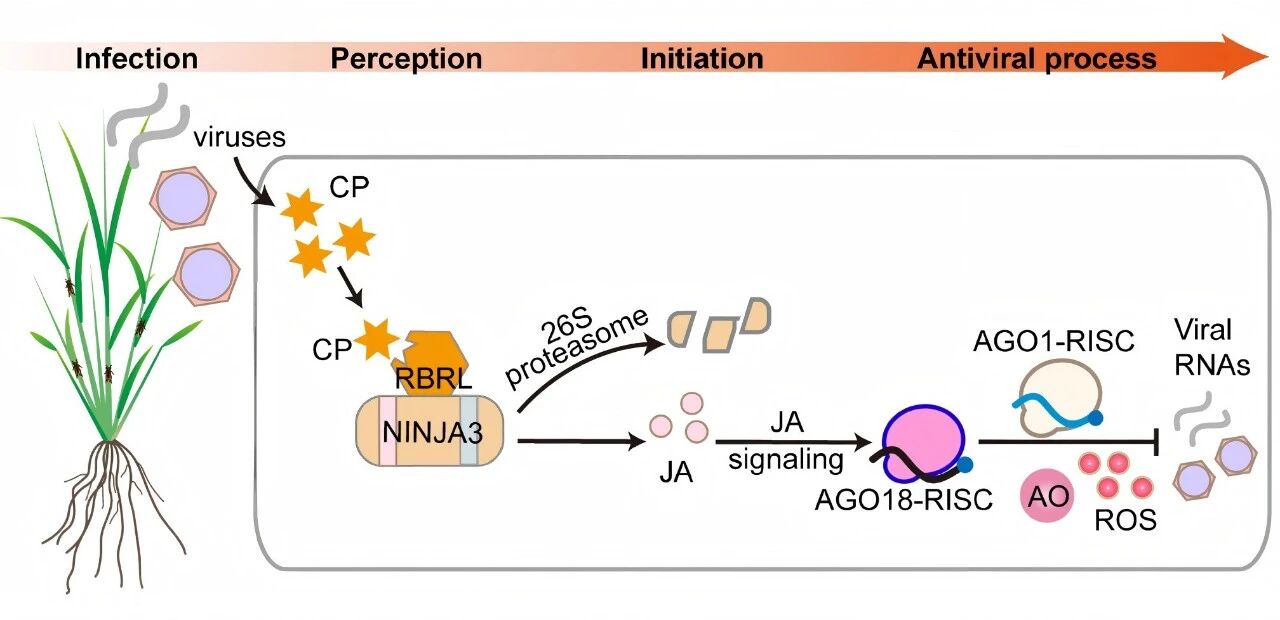 水稻抗病毒防御反應(yīng)的分子機制