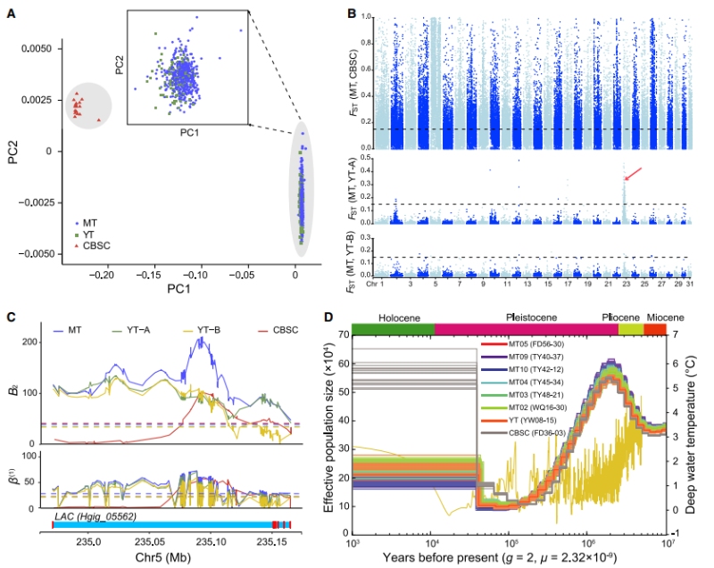 冰期-間冰期氣候變化可能影響深淵種群動(dòng)態(tài)歷史