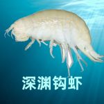 Cell | 深淵鉤蝦基因組揭示其萬(wàn)米超深淵環(huán)境的適應(yīng)性和種群歷史