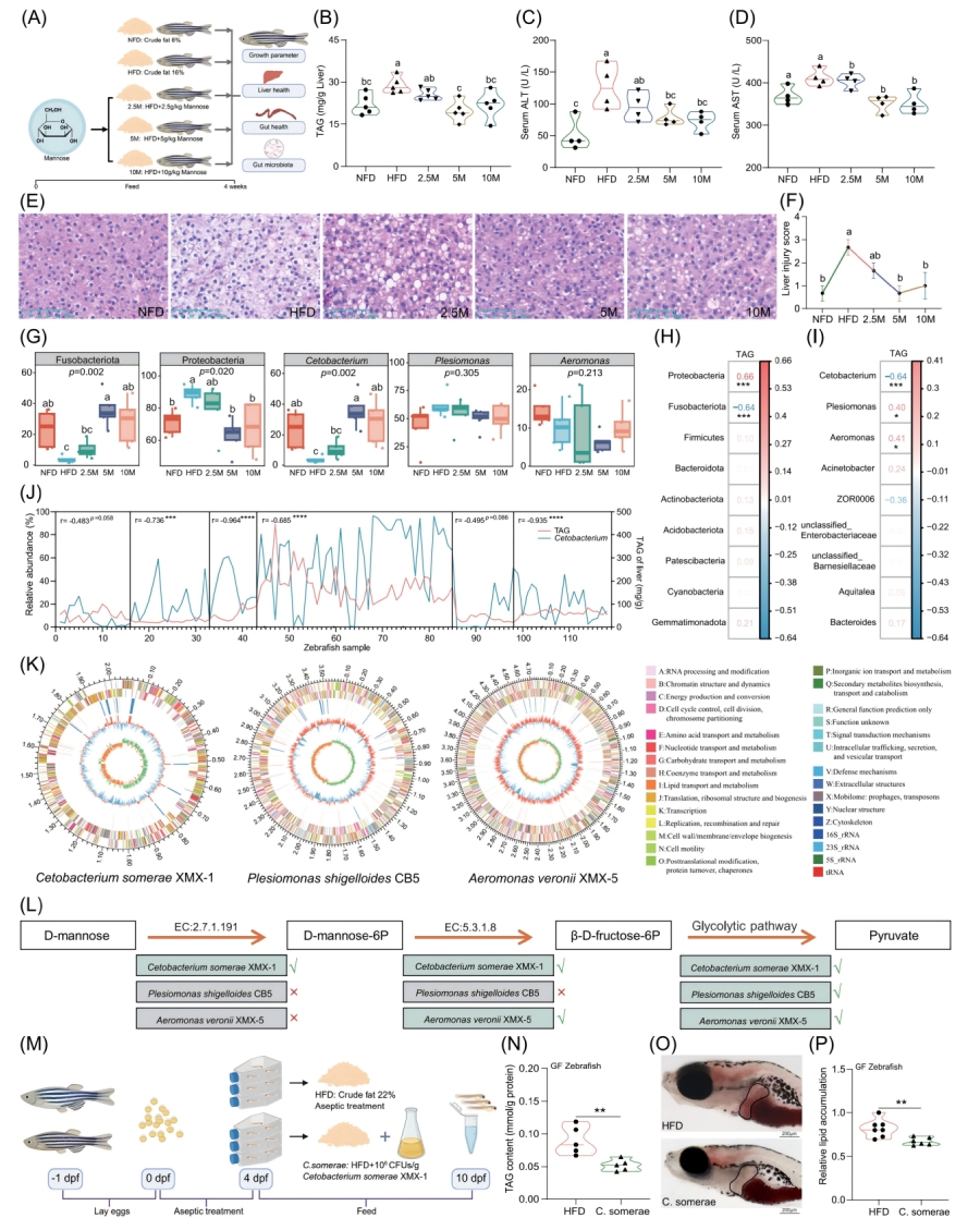 圖1-甘露糖補(bǔ)充不能直接緩解HFD誘導(dǎo)的肝臟脂肪變性，但會促進(jìn)C.somerae的生長