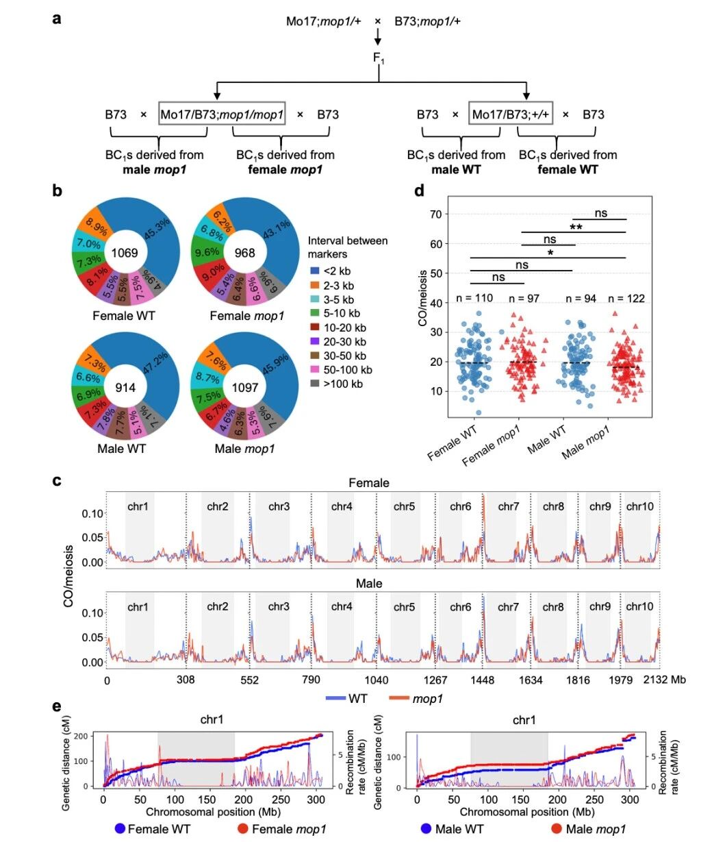 圖1?雄性mop1突變體與雌性mop1突變體相比，交叉（CO）數(shù)量減少。