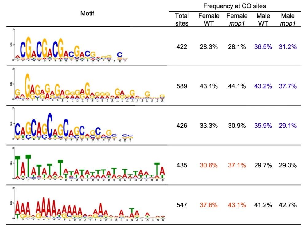 圖2?在雄性mop1突變體中，G/C相關(guān)基序的頻率降低，而在雌性mop1交叉互換（COs）中A/T相關(guān)基序的頻率增加。