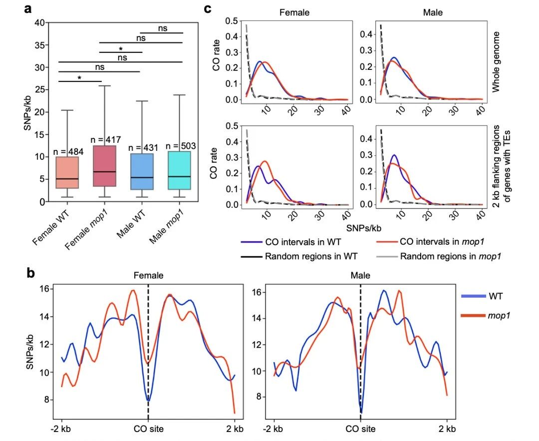 圖3?mop1基因，尤其在雌性個體中，傾向于在遺傳多樣性較高的區(qū)域引入新的交叉（CO）位點。