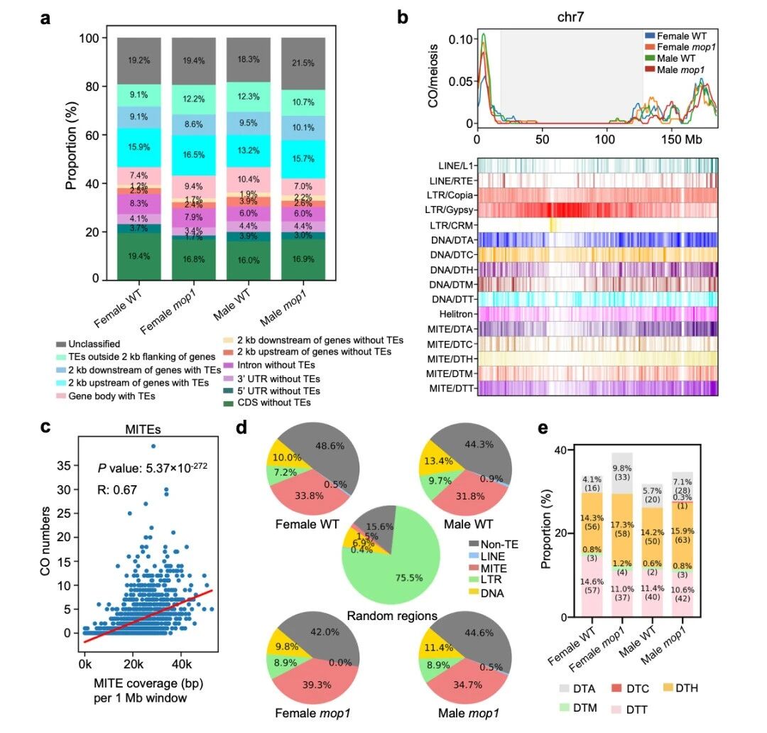 圖4 交叉變異（COs）與微RNA元件（MITEs）相關(guān)聯(lián)，在mop1突變體中觀察到更高的富集程度