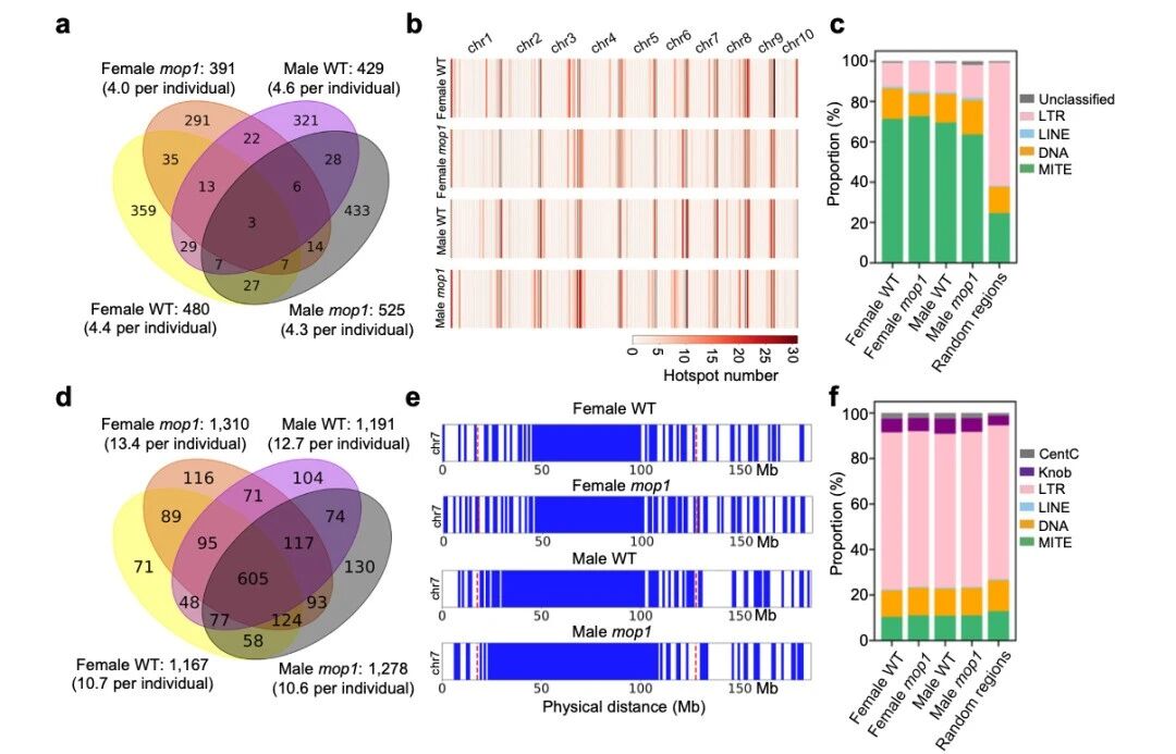 圖5 交叉位點（CO）在MITE序列附近富集，而冷點則與LTR逆轉(zhuǎn)座子相關(guān)聯(lián)