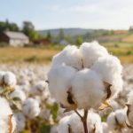 中國(guó)農(nóng)業(yè)科學(xué)院棉花研究所李付廣/楊召恩組破解陸地棉進(jìn)化軌跡與重要性狀遺傳架構(gòu)《Nature Genetics》